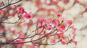 Light Pink Dogwood Flowers Petals Tree Branches Blur Bokeh Background Flowers HD wallpaper