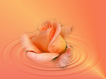 Rosas01, rose, rosa, flores, claro HD wallpaper