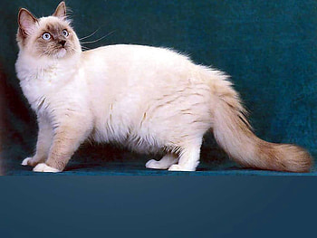 Beige cat, animal, sweet, kitten, cat HD wallpaper