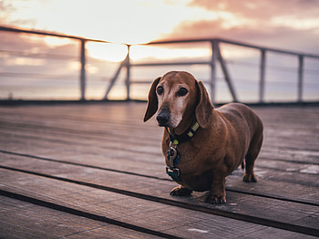Animals, Dog, Stroll, Collar, Dachshund HD wallpaper