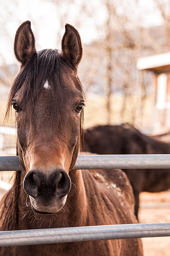 Majestic brown horse looking directly at the camera in an open pasture setting. HD phone wallpaper