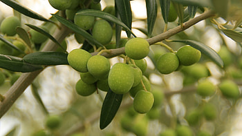 Aceitunas , Ultra resolution, Multi-display support, Exquisite ry HD wallpaper