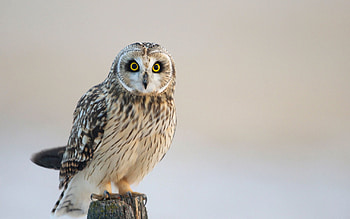 Animals, Owl, Bird, Predator, Sight, Opinion HD wallpaper