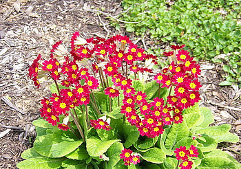 FLOWERS OF SPRING, plant, flowers, spring, pretty HD wallpaper