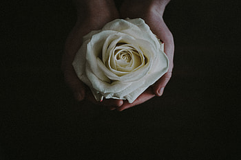 Flowers, Flower, Rose Flower, Rose, Bud, Hands HD wallpaper