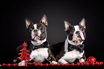 *** Dogs ***, dog, animal, dogs, animals HD wallpaper