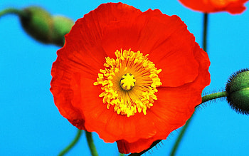 Flower, Macro, Pollen, Poppy HD wallpaper