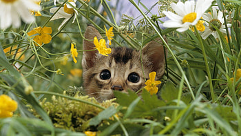 Animals, Flowers, Grass, Kitty, Kitten, Muzzle HD wallpaper