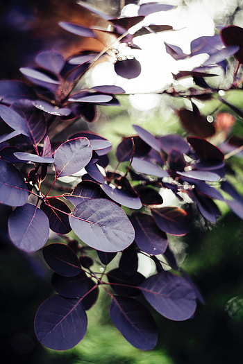 Nature, Leaves, Bush, Branch, Veins HD phone wallpaper