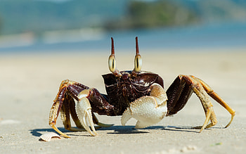 Crab, animal, fish, graphy HD wallpaper