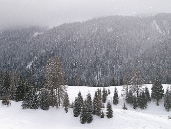 Winter, Nature, Mountains, Conifers, Coniferous, Forest HD wallpaper