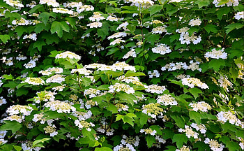 Flowers, Bush, Branches, Bloom, Flowering, Greens, Spring HD wallpaper