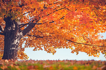Maple leaves fall, , Nature, Tree HD wallpaper