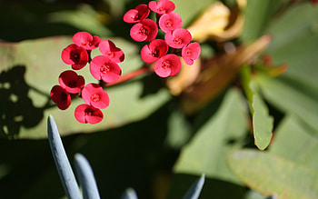 Leaves, Flower, Plant, Macro, Stem, Stalk HD wallpaper