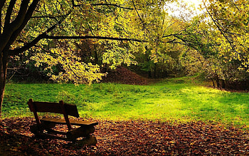 Nature, Leaves, Forest, Bench, Polyana, Glade, Logs HD wallpaper