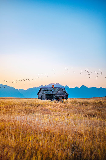 Nature, Birds, Grass, Mountains, House, Field HD phone wallpaper