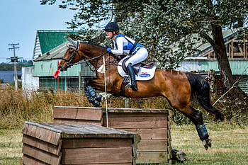 ESNZ inter schools team, Eventing, Equestrian, Gold rush HD wallpaper