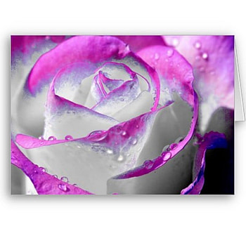 Pink beauty Rose, rose, soft, pink, petal HD wallpaper