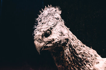 Buckbeak, London studio review, Harry Potter HD wallpaper