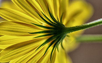 Flower Stem, nature, graphy, stem, flower HD wallpaper