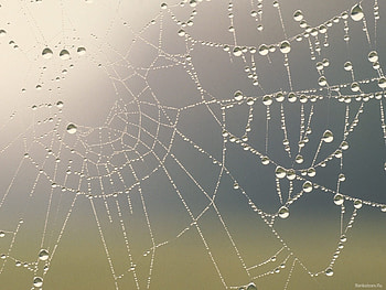 Background, Web, Drops HD wallpaper