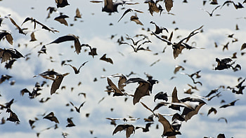 Flying, Bats HD wallpaper