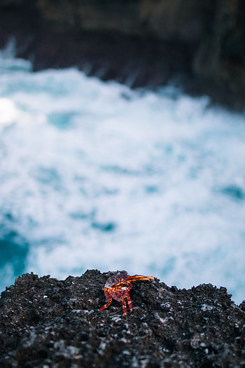 Animals, Rock, Shore, Bank, Ocean, Stone, Crab HD phone wallpaper