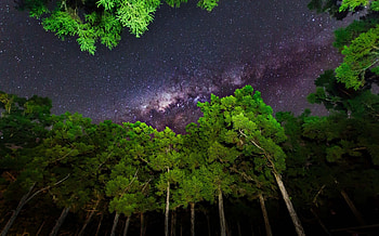 sky, Forest, Stars, Milky Way / and Mobile Backgrounds HD wallpaper