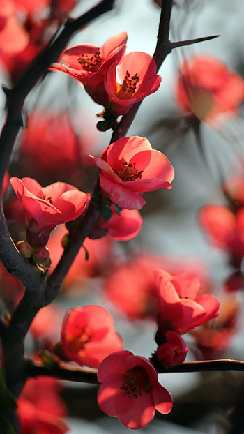 Red Cherry Blossom Flowers Macro android HD phone wallpaper