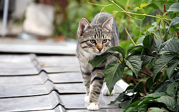Animals, Leaves, Wood, Cat, Kitty, Kitten, Tree, Wings HD wallpaper