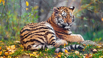 tiger , Stunning beauty, Ferocious predator, Striped perfection HD wallpaper