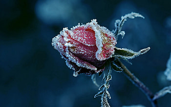 Flower, Macro, Rose Flower, Rose, Frost, Hoarfrost HD wallpaper
