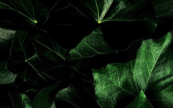 Background, Leaves HD wallpaper