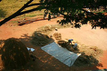 Agricultural activity in Kerala, agriculture, kerala, woman, paddy HD wallpaper