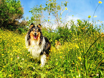 Dog, sweet, animal, dogs, cute, beautiful, puppys, puppy, pretty, animals, lovely HD wallpaper