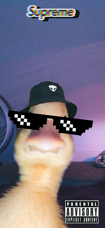 swag duck, cool, drip, cute HD phone wallpaper