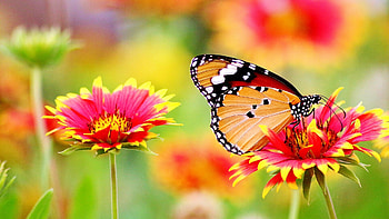 Beautiful butterfly , quality, Mesmerizing visuals, Luminous charm HD wallpaper