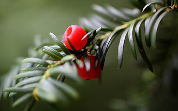 Stack of red cherries HD wallpaper