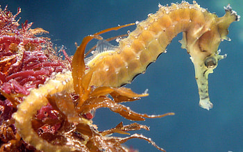 Spiny, Seahorses HD wallpaper