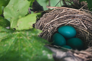 Nature, Eggs, Nest, Thrush HD wallpaper