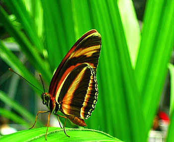 Tiger in the garden, stripes, tiger, butterfly, green, black and gold, grass HD wallpaper