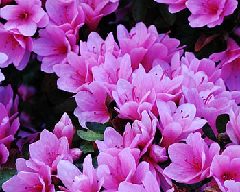 pink flowers, garden, pink, nature, flowers HD wallpaper