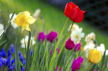colorful spring flowers, colorful, garden, nature, flowers, spring HD wallpaper