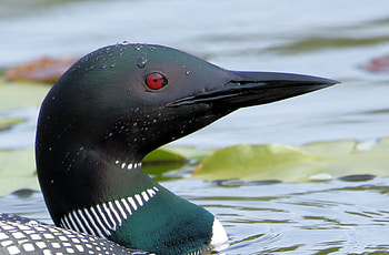 Common loons, Wintering site, Birdwatching HD wallpaper