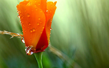 Summer, Drops, Flower, Macro, Colors, Color, Dew, Poppy HD wallpaper