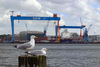 Animals, Beak, Gull, Seagull, Bay HD wallpaper