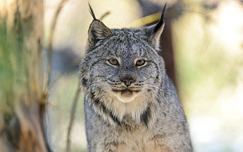 Animals, Iris, Cat, Predator, Sight, Opinion HD wallpaper