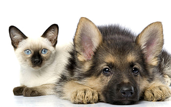 Animals, Cats, Dogs HD wallpaper