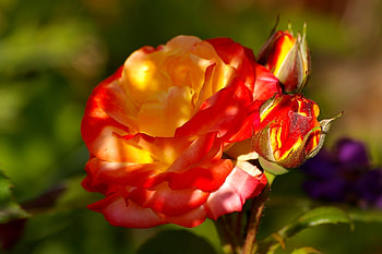 ROSE, PETALS, LEAVES, COLORS, STEMS HD wallpaper
