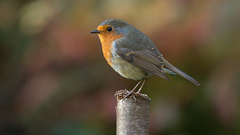 Robin bird graphy, High-definition , Stunning resolution, -perfect HD wallpaper